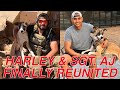 Harley & Sergeant AJ Finally Reunited