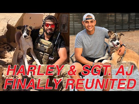 Paws of War reunites soldier with stray dog from rotation in Europe