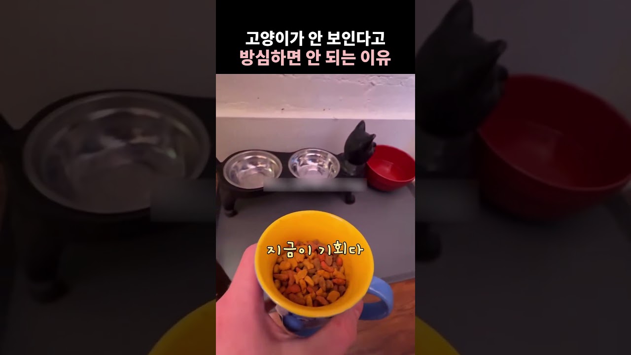 고양이가 안 보인다고 방심하면 안되는 이유