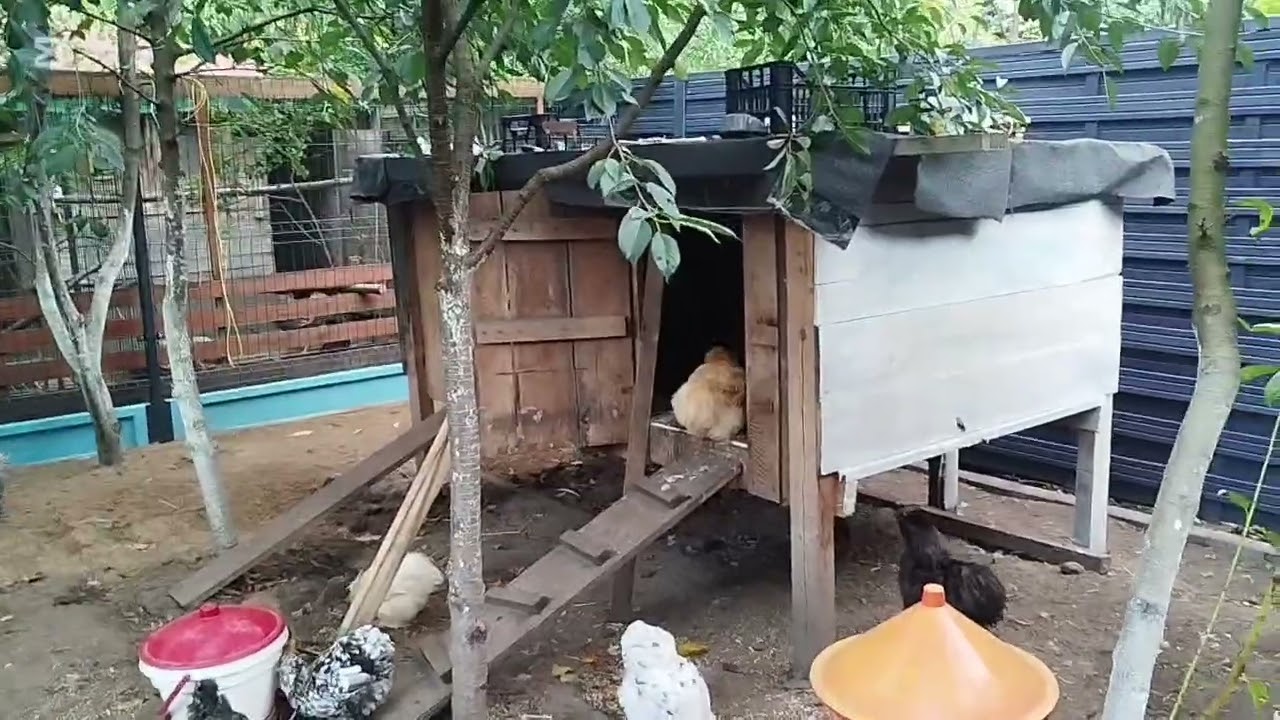 Wielki bałagan u silek. Jesienne cięcie drzewek owocowych. 