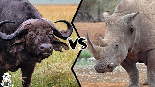 Cape Buffalo Vs Rhinoceros  Which Is Stronger