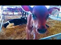 De Heus South Africa Prelacto success story - Springfontein Dairy
