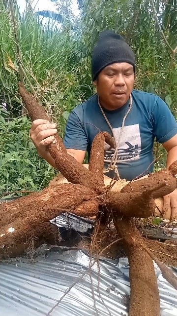 bencile jeleh budine wutuh 🤣🤣🤣 #cabutsingkong