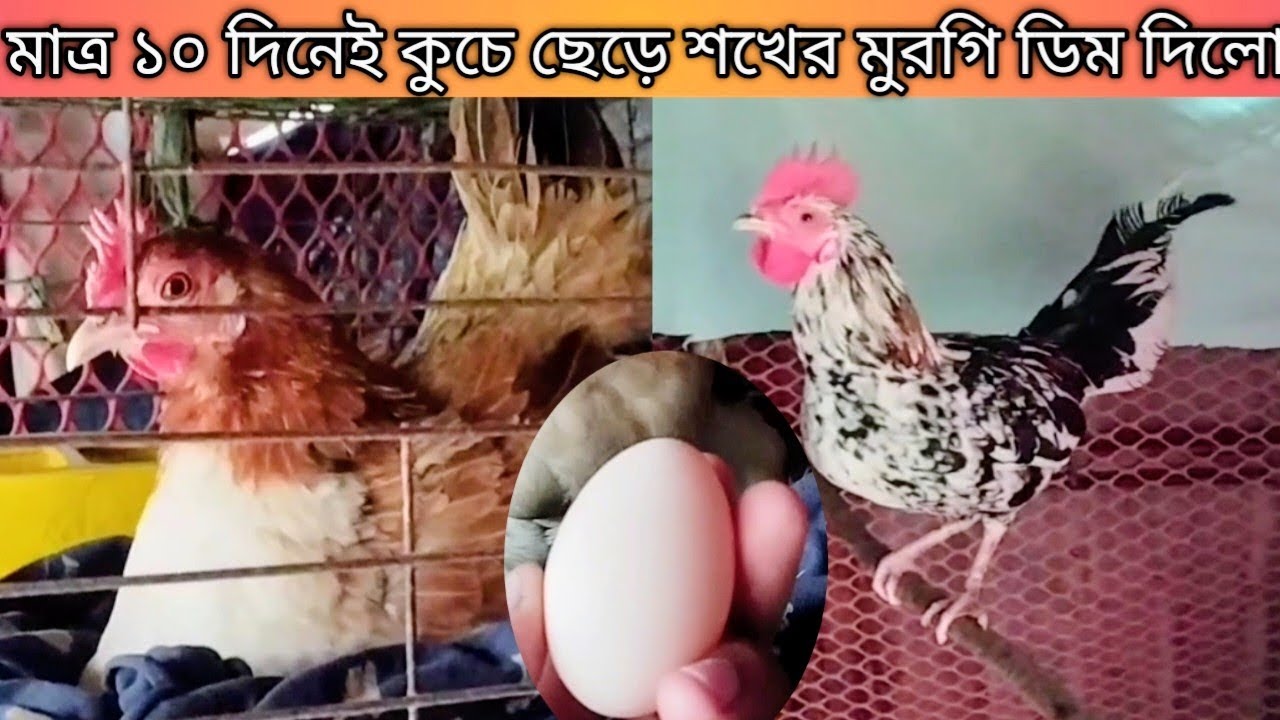 মাত্র ১০ দিনেই শখের মুরগি লালপরী কুচে ছেড়ে ডিম দিয়েছে 🐔🪺