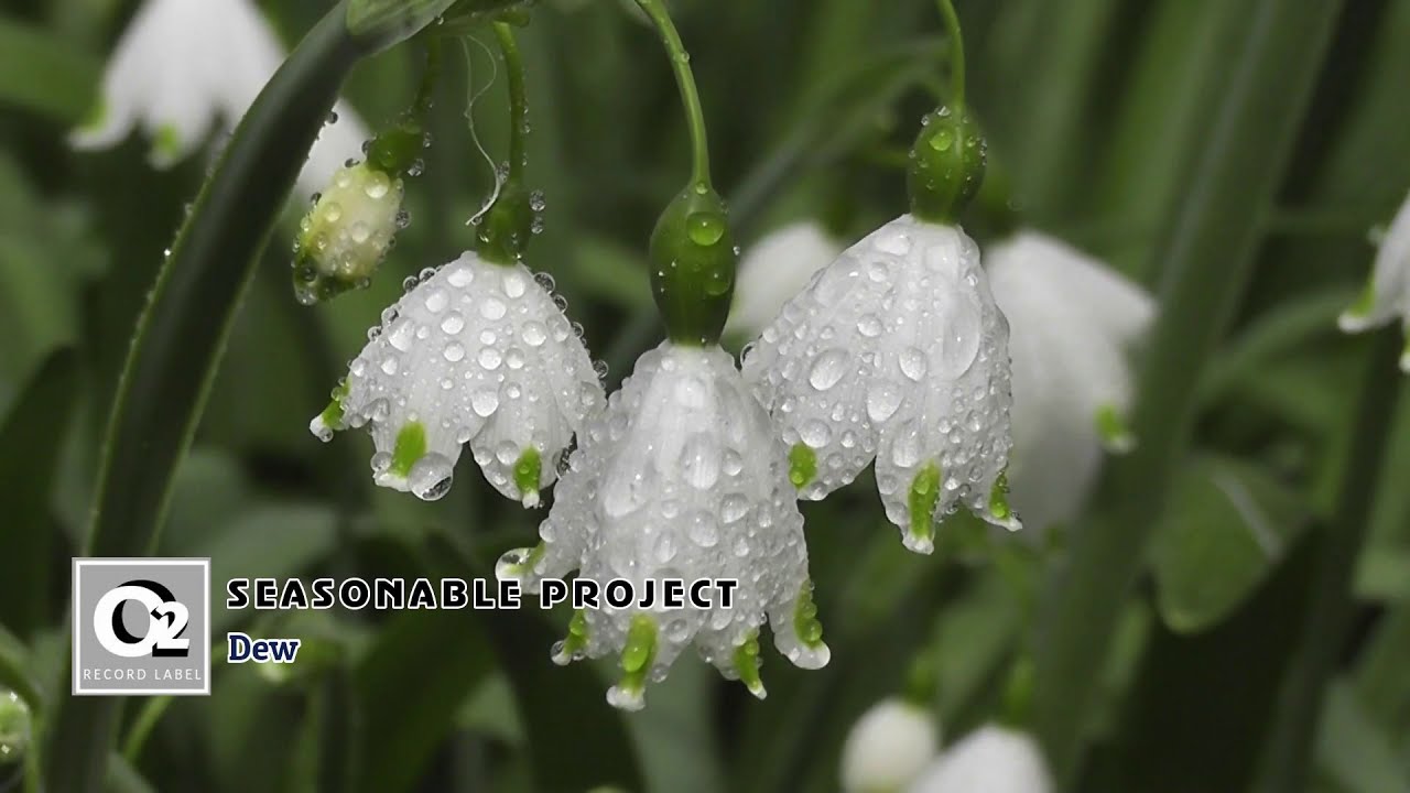 Watch Seasonable Project - Dew on YouTube Watch Seasonable Project - Dew on YouTube