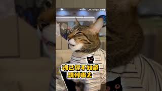 【魂已飄走】貓咪麻醉未退...整隻表情ㄎㄧㄤ掉呆坐 #Shorts