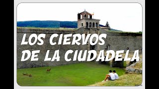LOS CIERVOS DE "LA CIUDADELA", EN JACA.