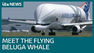 New 'beluga whale' airlifter takes to the skies | ITV News