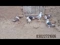 Santinat birds best quality kabutar pigeons  irfan85f