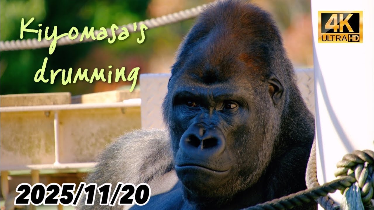 東山 動物園 シャバーニ 死亡