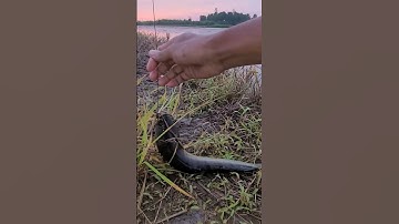 cắm câu cá lóc #xuhuong #youtube #xuhuong2023 #vlog #mientay