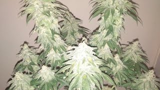 BARNEY'S BLUE SUNSET SHERBET
