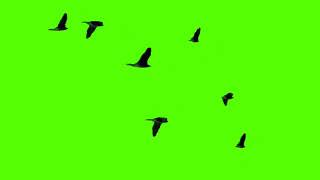 Greenscreen burung terbang