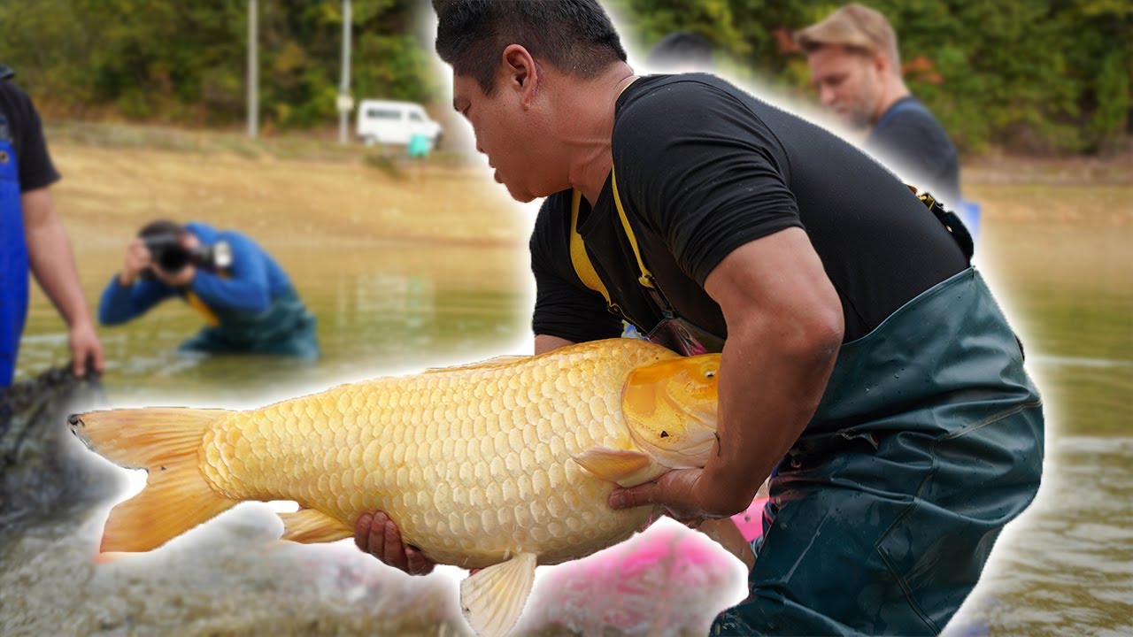 ДЖАМБО КОИ! Сбор урожая в главном пруду Дайничи с карпами кои 2022!