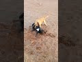 dog fight 2022-2023 #shorts #youtubeshorts #dogs #fighting