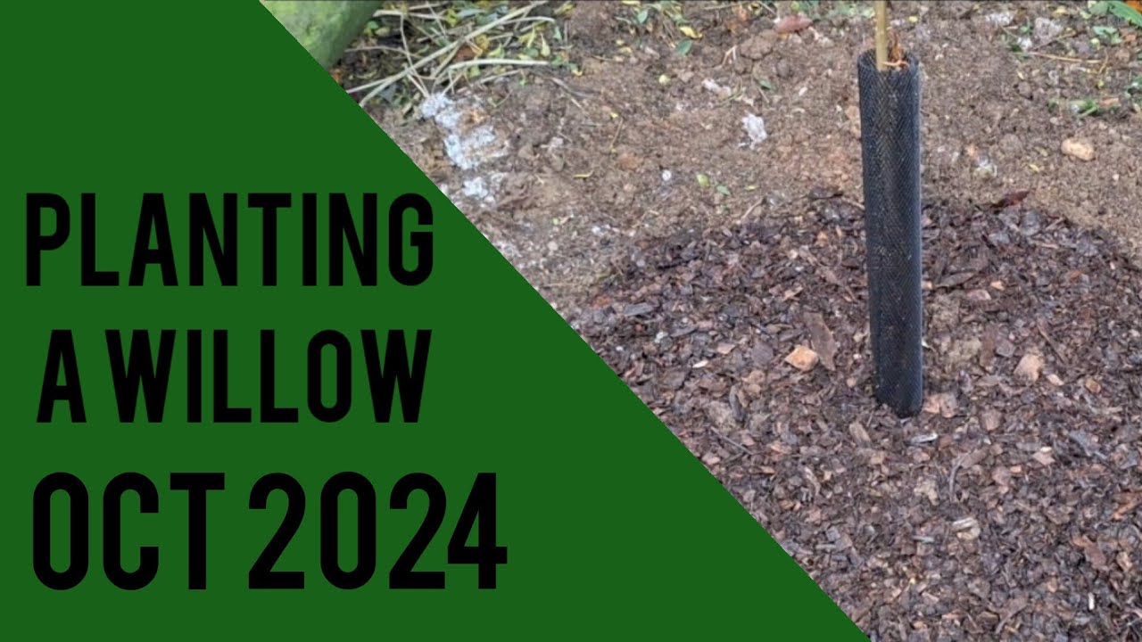 Planting a Willow in a hedge / field
