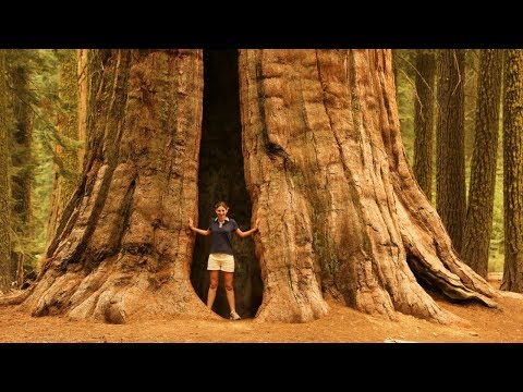 Vídeo: Qual é o tamanho das árvores?