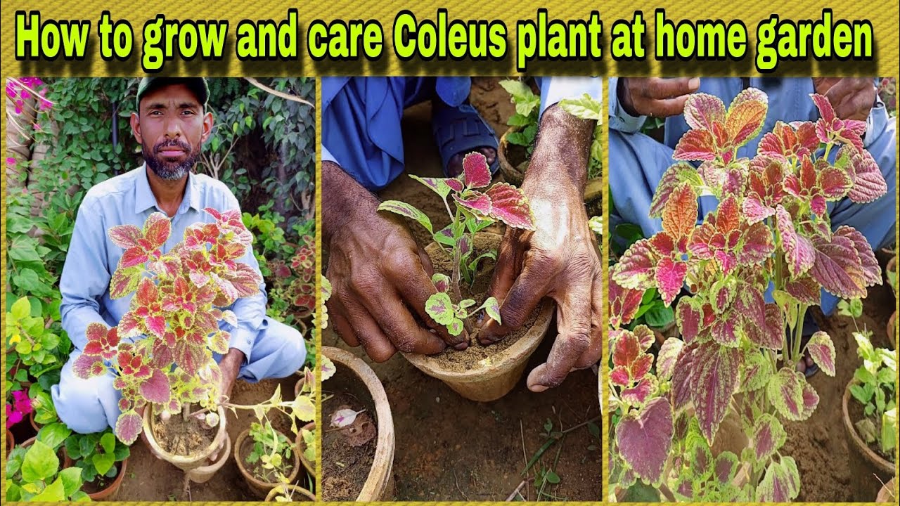 How to grow and care Coleus plant at home garden🌱 Most informative ...