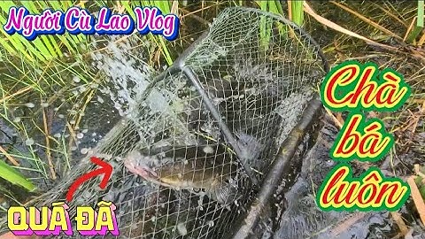 Nước lên thăm lờ trúng đậm bầy cá lóc đồng bắt sướng tay @nguoiculaovlog 