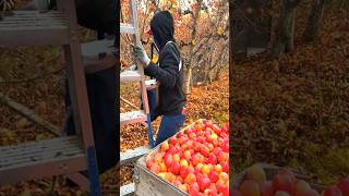 Harvest season Apple fruit 😋 #easy #apple #growway #fruit #foryou #shorts