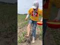 Essential fertilizer sprayer tool for rural farmers | Amazing Farming technique #tools #farming
