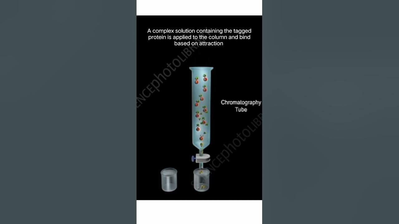 Affinity Chromatography Animation shorts you youtubeshorts YouTube