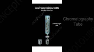 Affinity Chromatography Animation #shorts #you #youtubeshorts