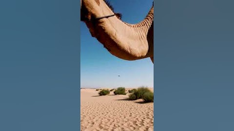 The Science Behind Camel Breeding and Growth 75