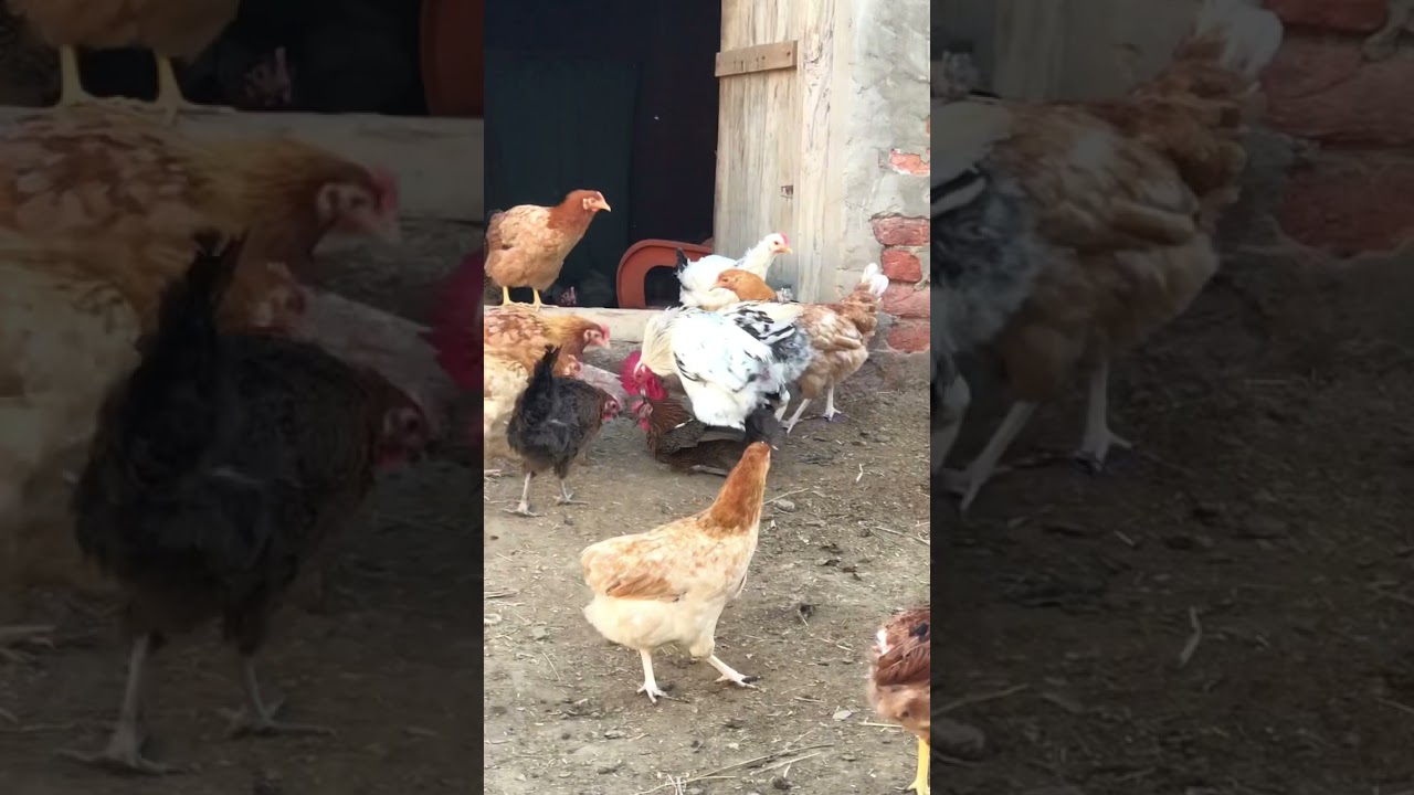 Misri Hen mating her female
