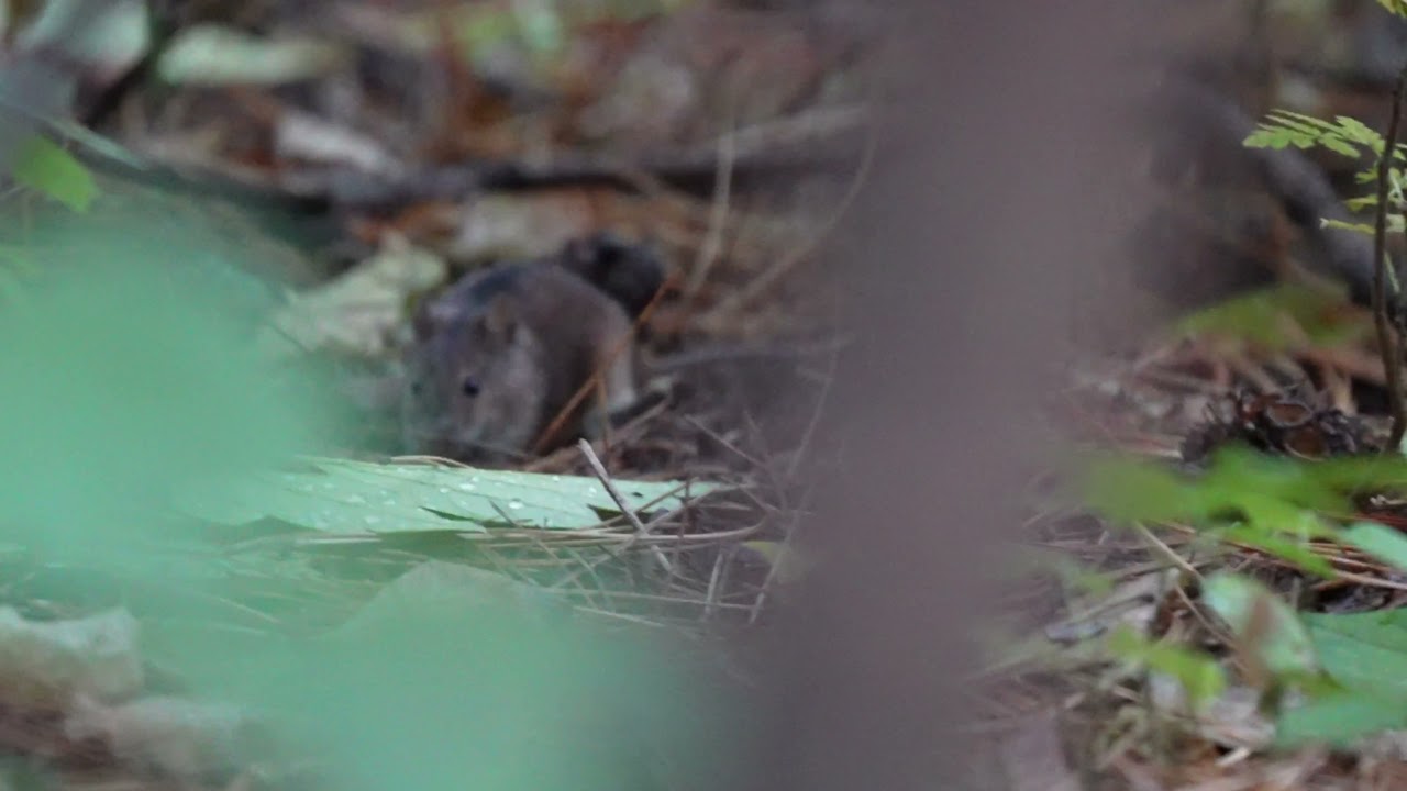 Common vole