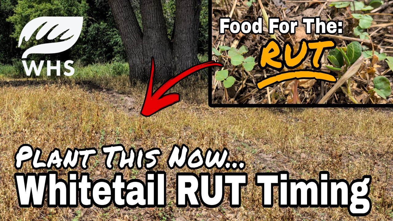 Great Food Plot For The Rut