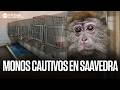 Un SÓTANO en SAAVEDRA encierra 7 MONOS ¿Por qué SIGUEN CAUTIVOS?