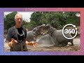 How to Survive Being Attacked by a Hippo | Wildlife in 360 VR