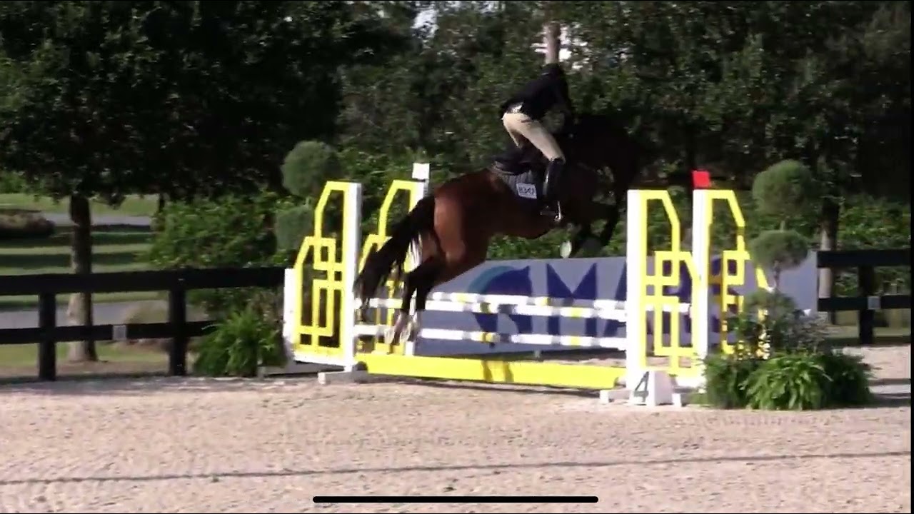 Bruce Lee ( Qui Dandy Windsor Z x Andiamo Z ) November 2025 WEC Ocala