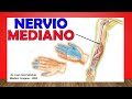 🥇 Anatomía del NERVIO MEDIANO. (Ramas, Inervación Cutánea). Fácil Explicación!