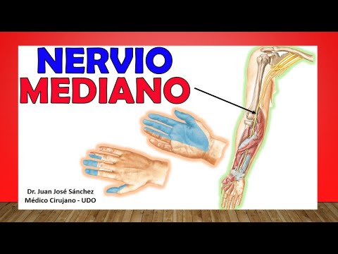 Video: ¿Qué nervio inerva los flexores del codo?