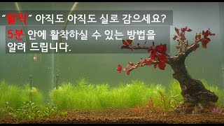 유목이나 돌에 쉽게 수초를 활착하실 수 있는 방법을 알려 드립니다.