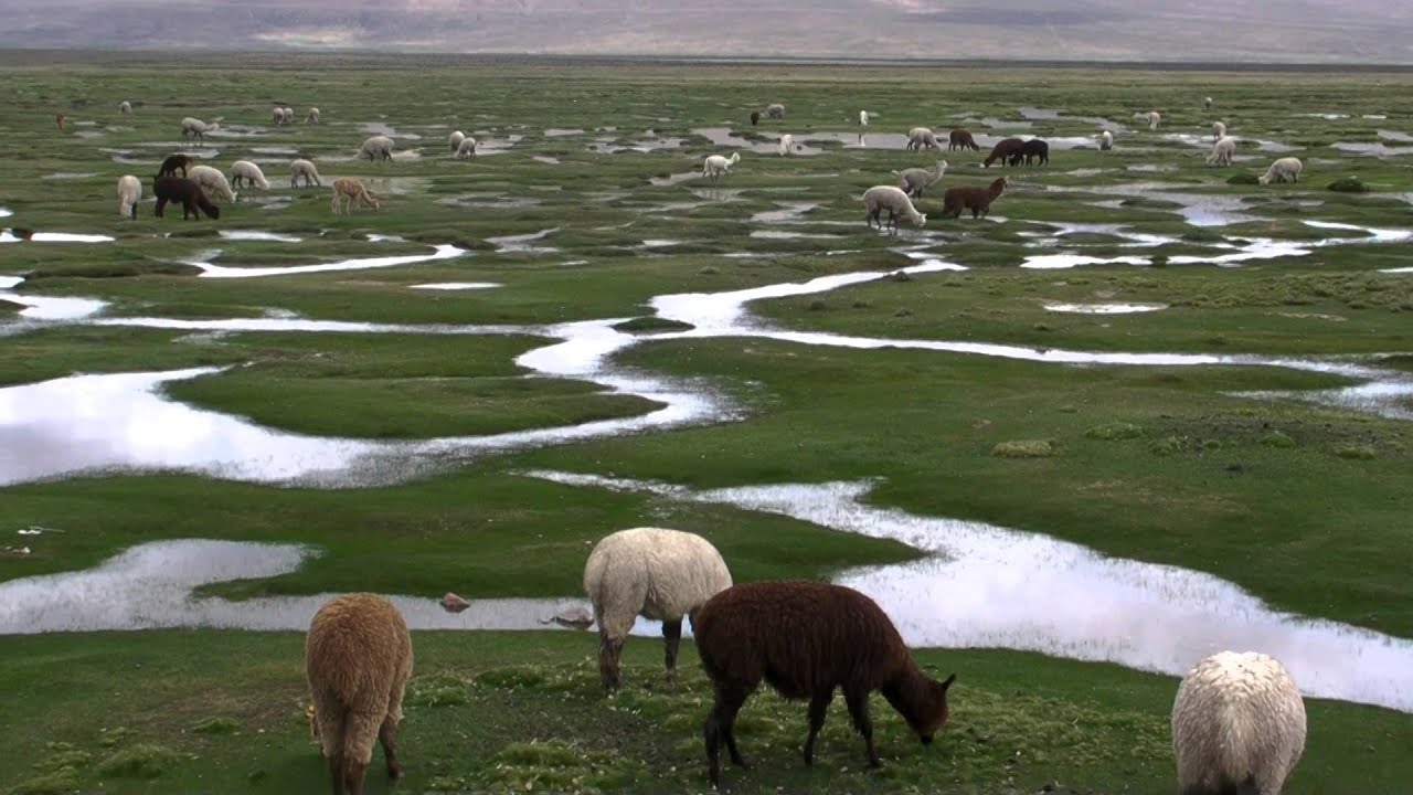 Road to Colca Canyon 6