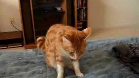 Video 1483461: f1 savannah, sweet savannah, serval, calico