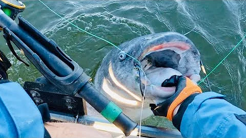 I Hooked A SUMO Size Catfish In This DEEP Creek!!!