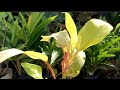 GROW INDOOR PLANT 🪴 | Philodendron Golden #indoorplants #gardening #shortfeed #shorts