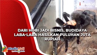 Dari Hobi jadi Bisnis, Budidaya Laba-laba Hasilkan Puluhan Juta Rupiah screenshot 5