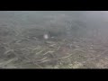 Red drum sciaenops ocellatus 2021 03 03 1359est pilotfish ejb