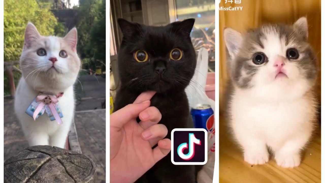 3 大人気TikTok 可愛い動物特集 子猫 にゃんこ わんちゃん YouTube