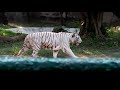 Tiger satisfya || White Tiger ||Royal Bengal Tiger