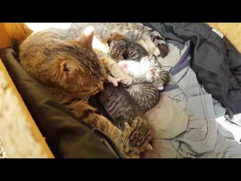 Video: Čo Sú Tácky Na Mačiatka?