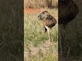 Bando Emas A Procura Alimento No Campo Birds Observacaodeaves Avessilvestres Nature Aves 
