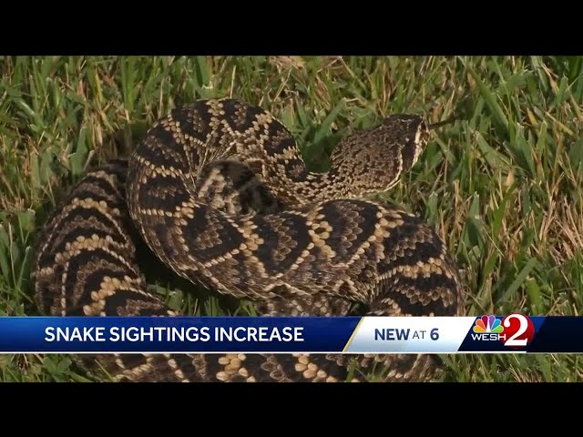 Like Uber for snake emergencies': tech takes the sting out of