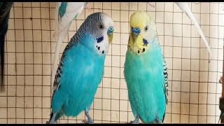 3 hr Help Lonely Budgies to Chirp, Nature Parakeets Bird Sound