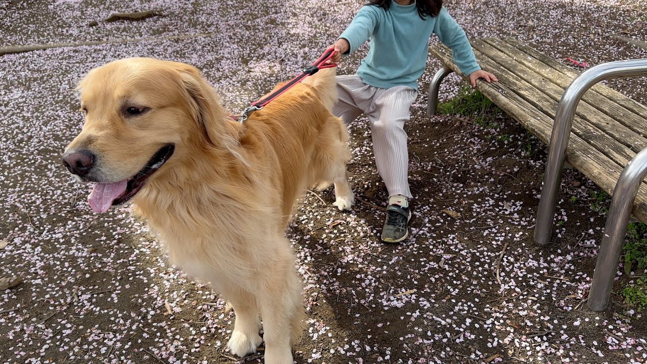 9歳になった姉も、まだ余裕で振り回すゴールデンレトリバー - YouTube
